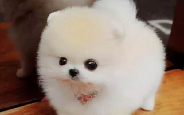 幼犬能吃西瓜嗎?