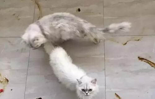 狗拉肚子能吃蒙脫石散嗎