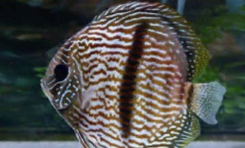 新手怎樣養(yǎng)七彩神仙魚