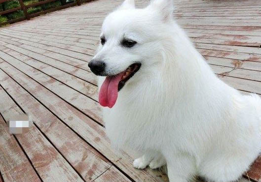 狗狗喜歡咬東西