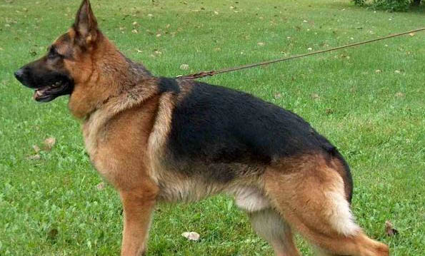 母犬懷孕有什么癥狀