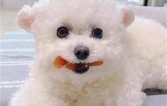 農村適合看家護院的狗