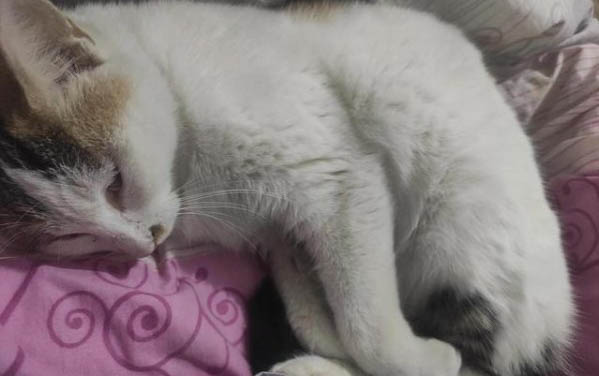 怎么樣能讓貓不怕人?