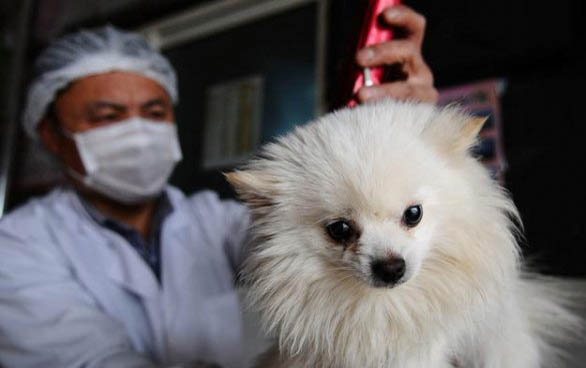 博美犬的品種分類