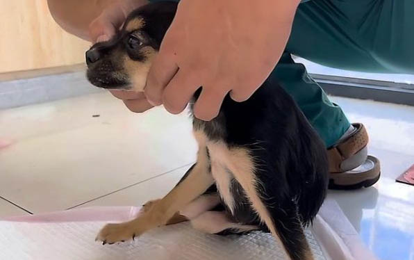 狗狗得狂犬病的癥狀有哪些