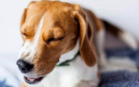治療犬瘟熱的藥有哪些