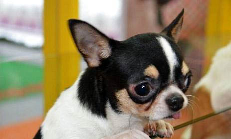 吉娃娃犬口臭的原因及處理方法