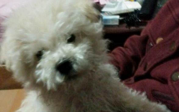 貴賓犬要多久晚上才不叫