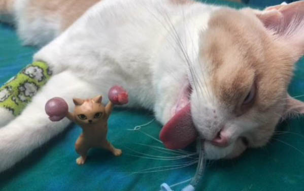 貓多大發情?