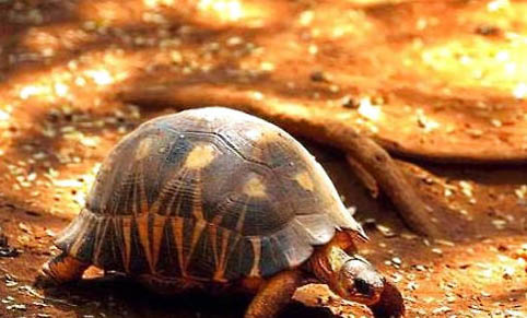 緬甸陸龜多久喂一次