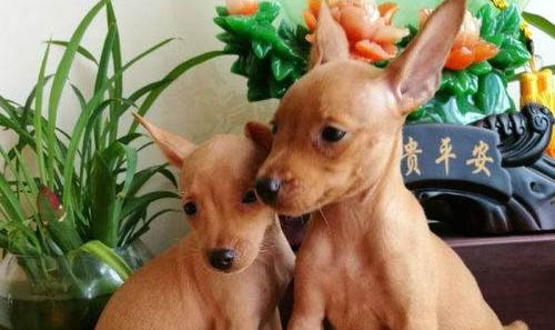 小鹿犬價格多少錢一只