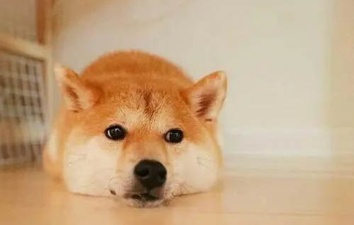 柴犬幼犬喂養注意事項有哪些