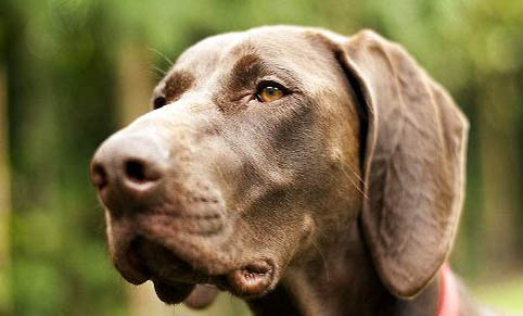 狗狗怎么樣可以預(yù)防犬瘟?