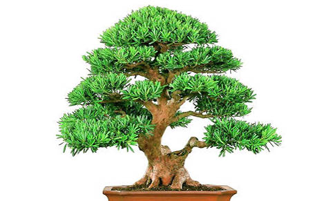 羅漢魚常見的疾病有哪些