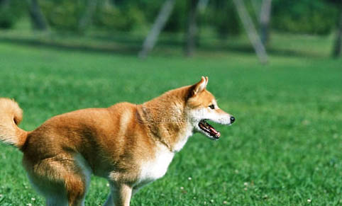 狗狗打針打哪個部位