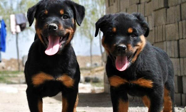 羅威納犬和馬犬哪個更適合家養