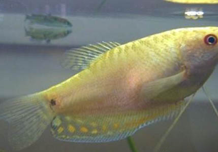 曼龍魚可以和孔雀魚一起養嗎