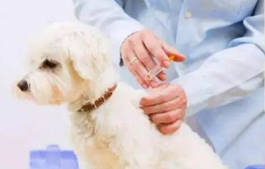 狗狗打完狂犬疫苗都有哪些反應