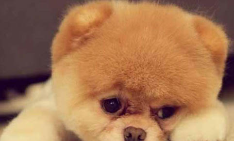 博美茶杯犬壽命多久