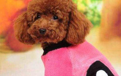 一窩狗狗如何挑選