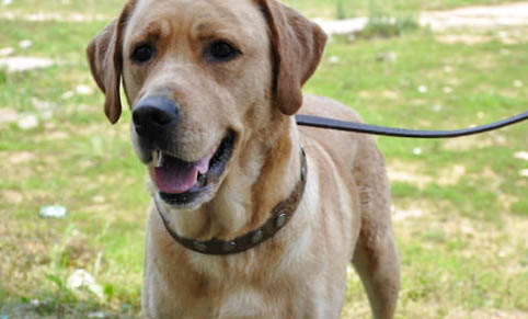 如何糾正狗狗對其他犬兇