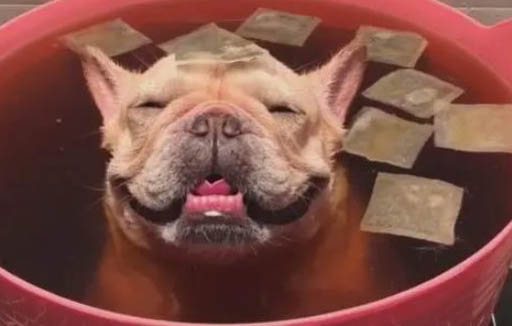 狗狗眼睛有白膜用什么