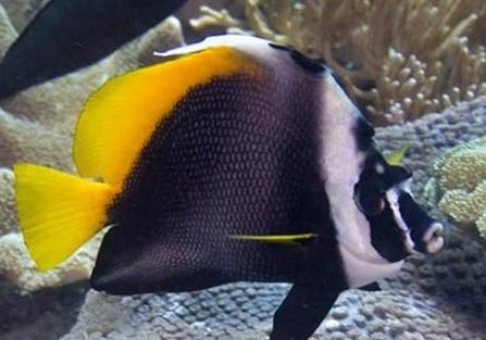 夏天金魚怎么養才不會死