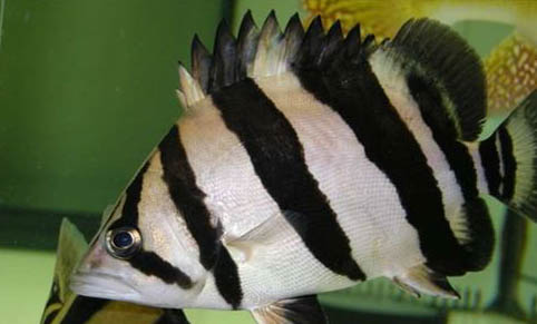 釣鯉魚用什么魚鉤最好?