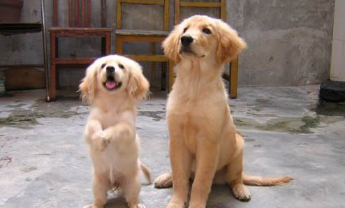哪里有金毛幼犬賣