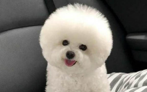 教你如何挑選比熊犬狗糧呢