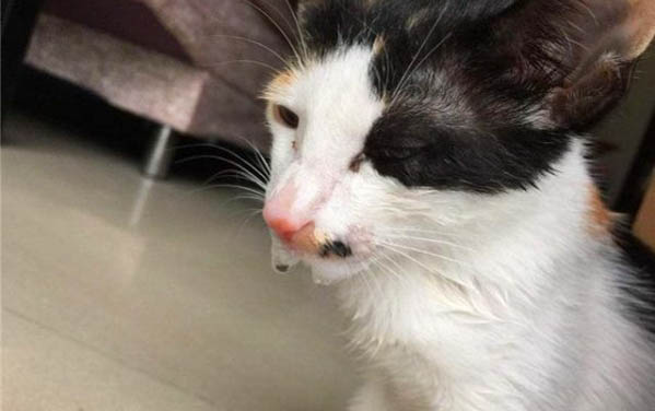 小貓要多久會走路