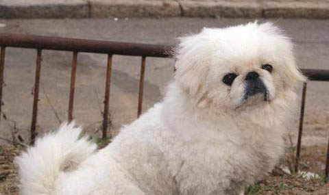 京巴狗幼犬怎么喂養(yǎng)