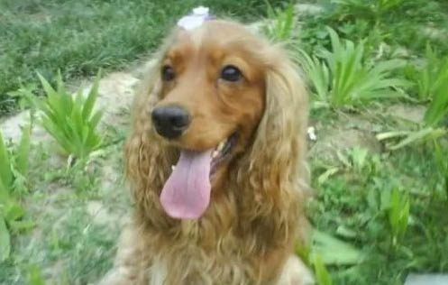 英國可卡犬的眼睛