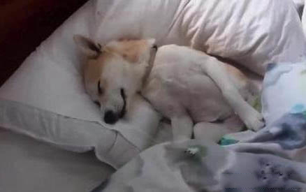 狗狗抑郁癥前兆十個表現癥狀