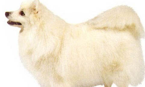 銀狐犬可以吃什么水果