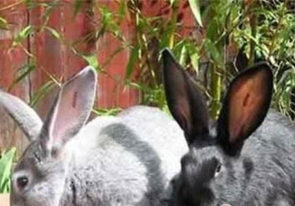 繁殖出金吉拉兔圖片