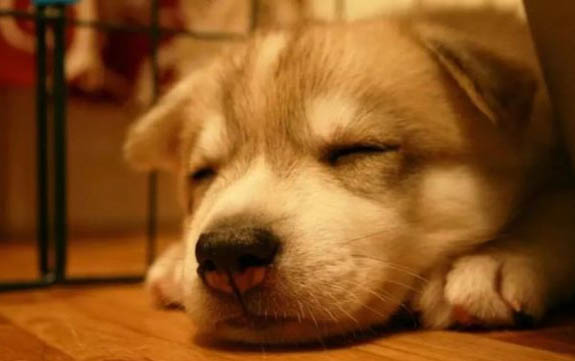 法牛犬渾身無力怎么回事