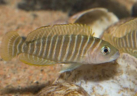 斑馬狗頭魚能活幾年