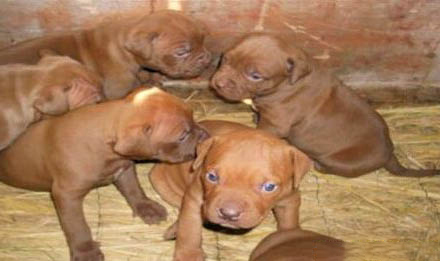 比特犬如何喂養長得壯