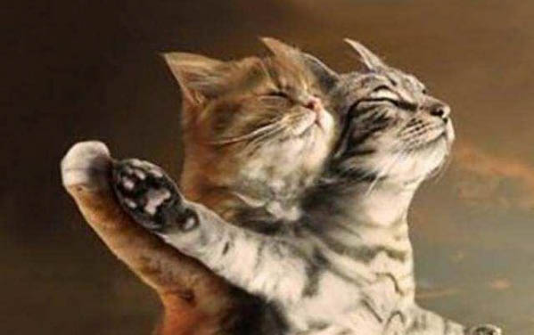 小貓到家多久可以打疫苗