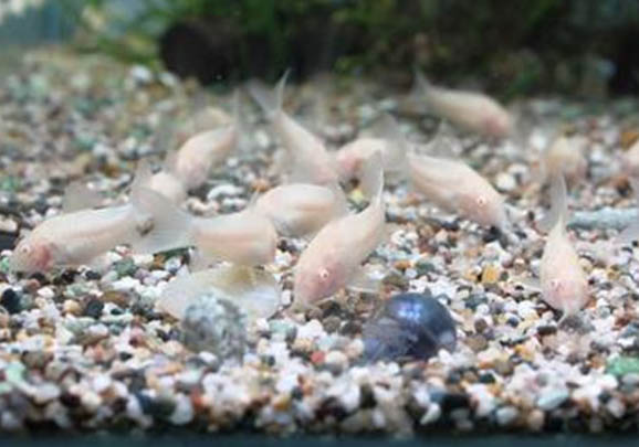 白鼠魚(yú)的飼養(yǎng)環(huán)境