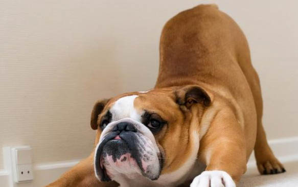 斗牛犬比賽看哪個好看