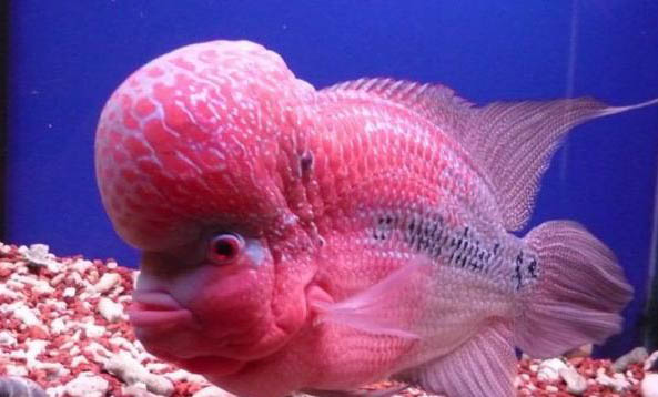 珍珠羅漢魚可以活多久啊