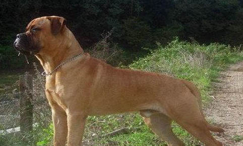 斗牛獒犬眼睛紅血絲的原因及處理方法