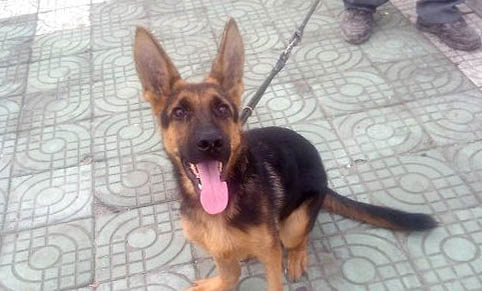 狗狗得犬瘟熱大概多久能痊愈