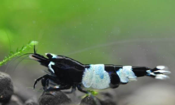 水晶蝦可以和燈魚(yú)一起養(yǎng)嗎?