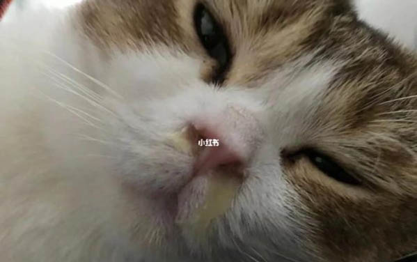 小貓一個月了怎么喂養?主人說:還要給它一個快樂的童年哦!實用