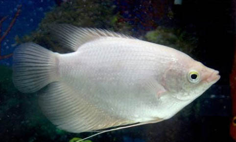 觀賞魚掉魚鱗怎么處理