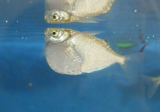 釣魚(yú)需要用到浮漂嗎