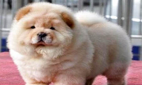 松獅犬可以吃人類的什么食物